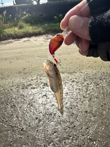 マハゼ