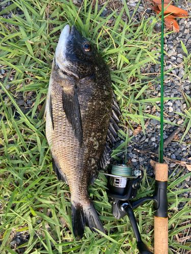 クロダイの釣果