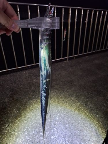 タチウオの釣果