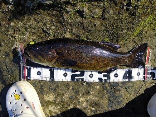 スモールマウスバスの釣果