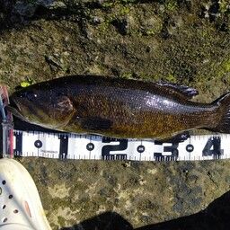 スモールマウスバス