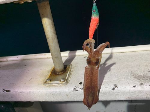 ケンサキイカの釣果