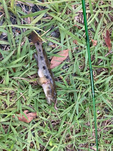 ウロハゼの釣果