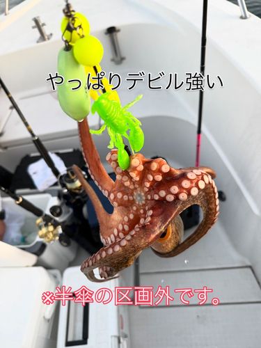 マダコの釣果