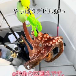 マダコ