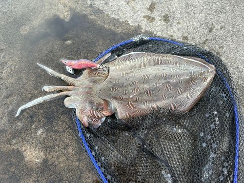 モンゴウイカの釣果