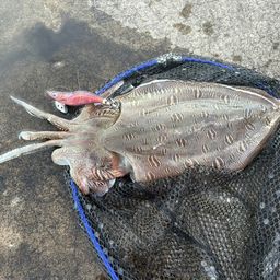 モンゴウイカ