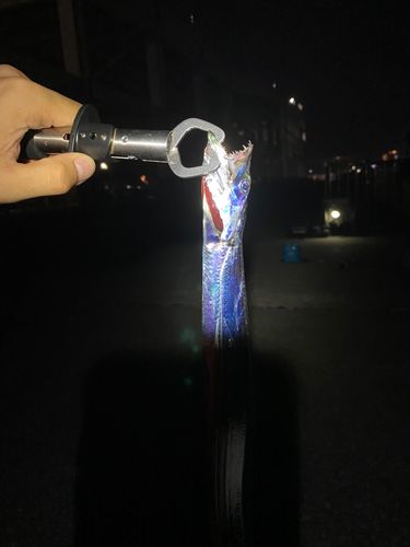 タチウオの釣果