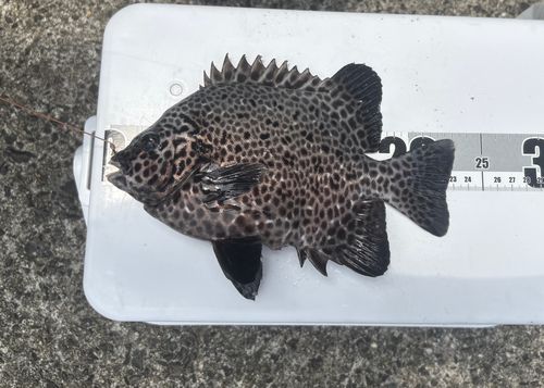 イシガキダイの釣果