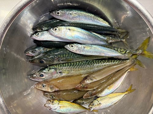 サバの釣果