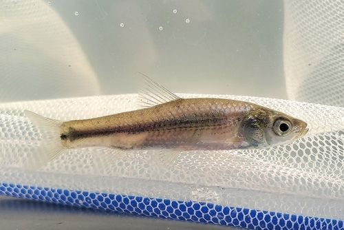タモロコの釣果