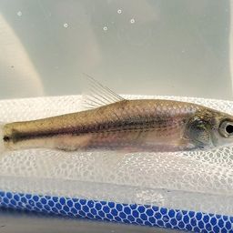 タモロコ