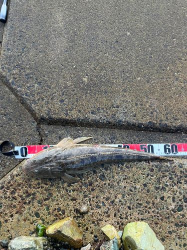 マゴチの釣果