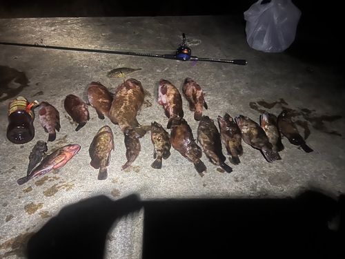 釣果