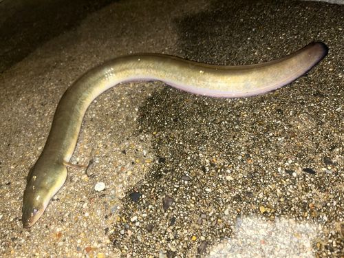 ニホンウナギの釣果