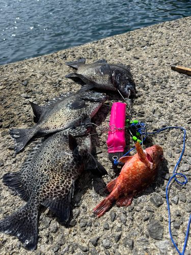 イシガキダイの釣果