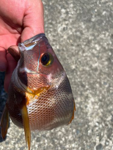 サンノジの釣果
