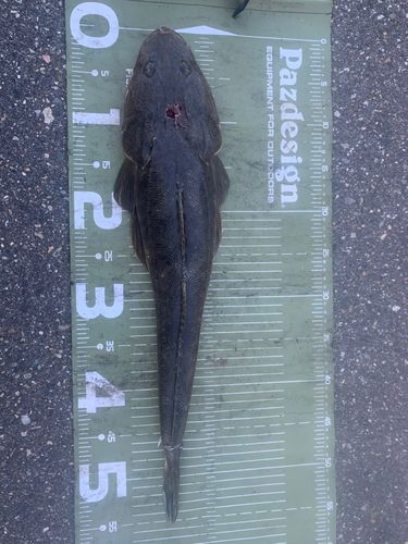 マゴチの釣果