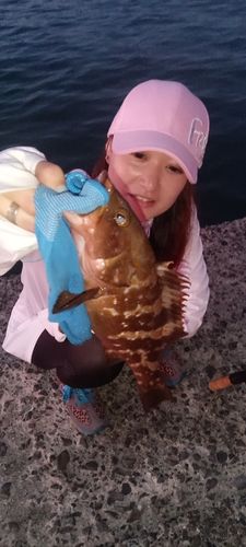 オオモンハタ