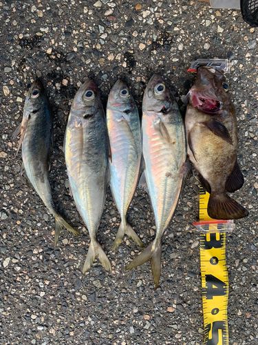クロメバルの釣果
