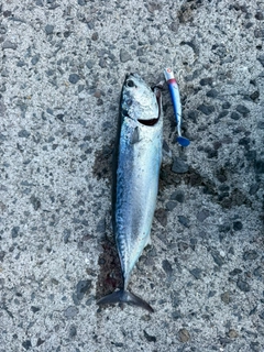 ソウダガツオの釣果