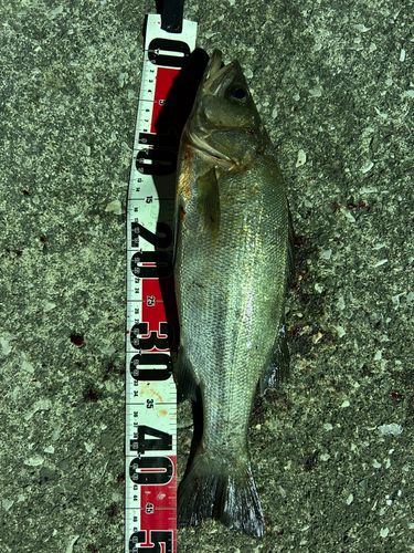 セイゴ（ヒラスズキ）の釣果