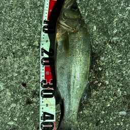 セイゴ（ヒラスズキ）