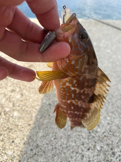 キジハタの釣果