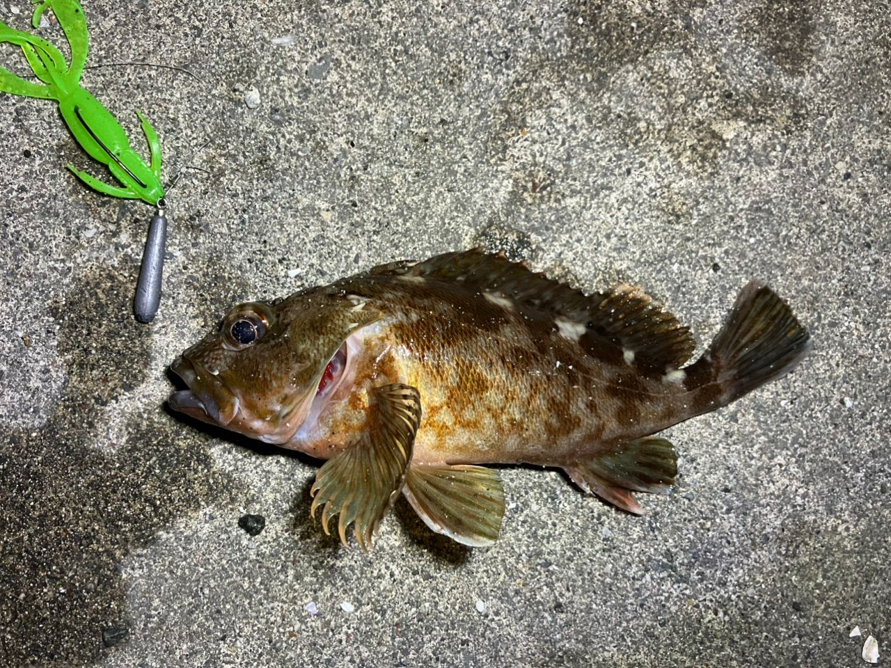 クロダイ
