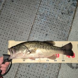 ブラックバス