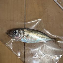 アジ
