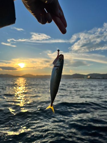 サバの釣果