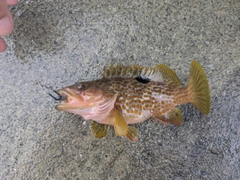 キジハタの釣果