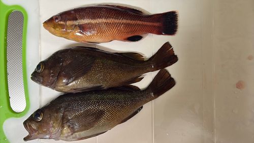コブダイの釣果