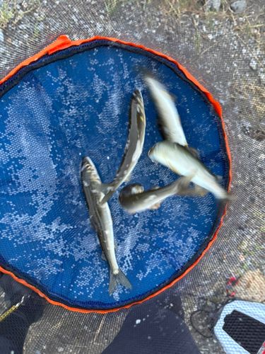 アユの釣果