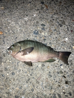 グレの釣果