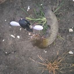 ナマズ