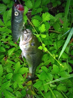 ブラックバスの釣果