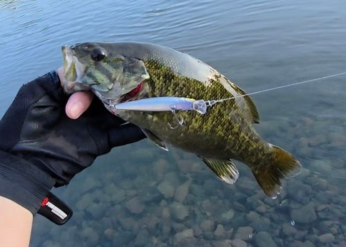 スモールマウスバスの釣果