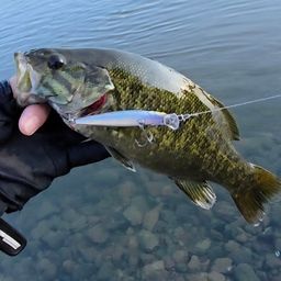 スモールマウスバス