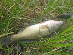 ブラックバスの釣果