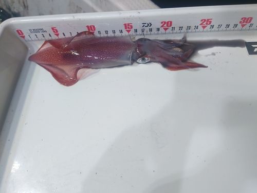 ケンサキイカの釣果