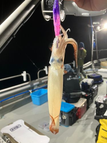 スルメイカの釣果