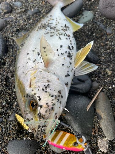 ショゴの釣果