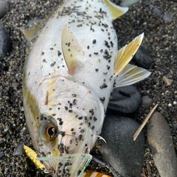 ショゴ