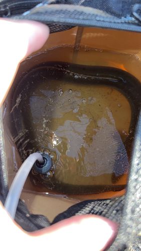 ニホンウナギの釣果