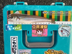 シロギスの釣果