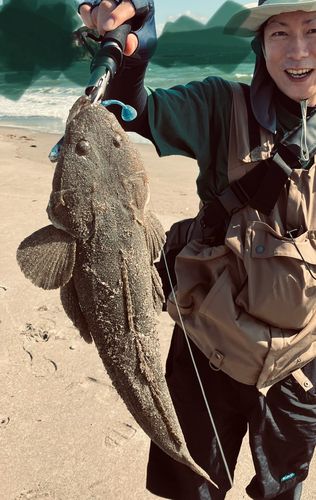 マゴチの釣果