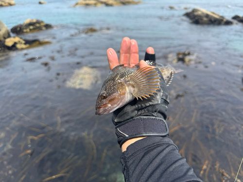 アイナメの釣果