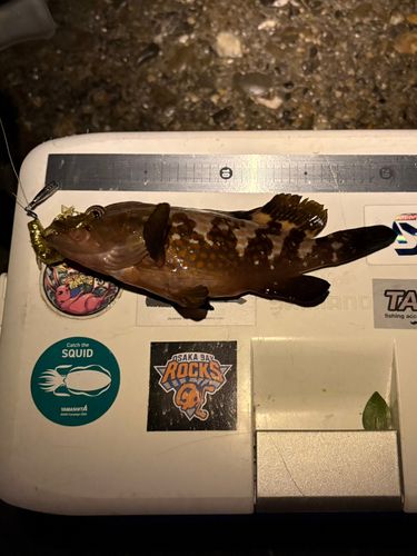 キジハタの釣果